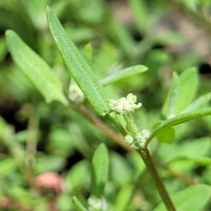 Einadia nutans subsp. nutans at Banksia Street Wetland Corridor - 11 Dec 2023 01:02 PM