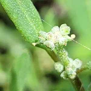 Einadia nutans subsp. nutans at Banksia Street Wetland Corridor - 11 Dec 2023