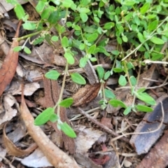 Einadia nutans subsp. nutans at Banksia Street Wetland Corridor - 11 Dec 2023 01:02 PM