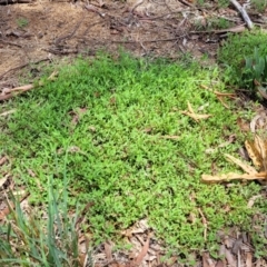 Einadia nutans subsp. nutans at Banksia Street Wetland Corridor - 11 Dec 2023 01:02 PM