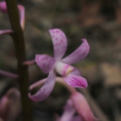 Dipodium roseum (Rosy Hyacinth Orchid) at QPRC LGA - 11 Dec 2023 by Csteele4