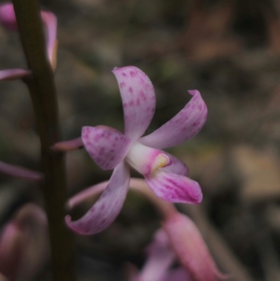 Dipodium roseum (Rosy Hyacinth Orchid) at QPRC LGA - 11 Dec 2023 by Csteele4