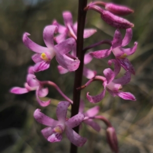 Dipodium roseum at QPRC LGA - 11 Dec 2023