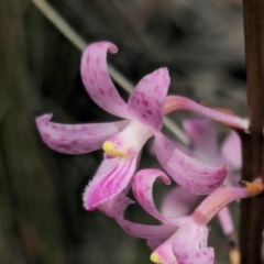 Dipodium roseum at QPRC LGA - suppressed