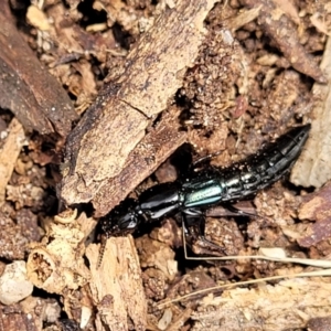 Thyreocephalus sp. (genus) at Banksia Street Wetland Corridor - 11 Dec 2023 01:00 PM