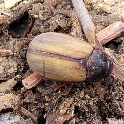 Sericesthis geminata (Pruinose scarab) at O'Connor, ACT - 11 Dec 2023 by trevorpreston