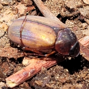 Sericesthis geminata at Banksia Street Wetland Corridor - 11 Dec 2023