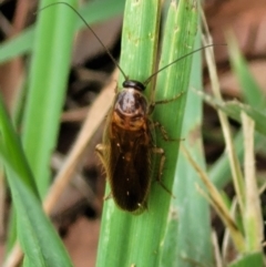 Unidentified Cockroach (Blattodea, several families) at Banksia Street Wetland Corridor - 11 Dec 2023 by trevorpreston