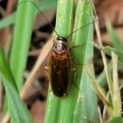 Calolampra sp. (genus) at Banksia Street Wetland Corridor - 11 Dec 2023 by trevorpreston