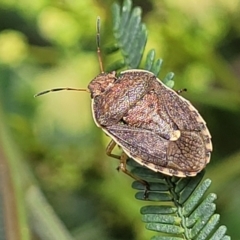Dictyotus caenosus (Brown Shield Bug) at O'Connor, ACT - 11 Dec 2023 by trevorpreston