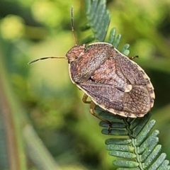 Dictyotus caenosus at Banksia Street Wetland Corridor - 11 Dec 2023