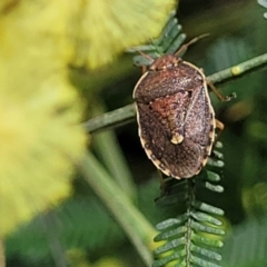 Dictyotus caenosus at Banksia Street Wetland Corridor - 11 Dec 2023