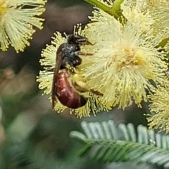 Lasioglossum (Parasphecodes) sp. (genus & subgenus) at Banksia Street Wetland Corridor - 11 Dec 2023 12:54 PM