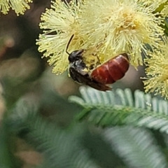 Lasioglossum (Parasphecodes) sp. (genus & subgenus) at Banksia Street Wetland Corridor - 11 Dec 2023 12:54 PM