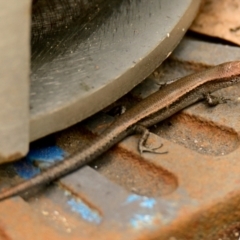 Lampropholis delicata (Delicate Skink) at Acton, ACT - 10 Dec 2023 by Thurstan