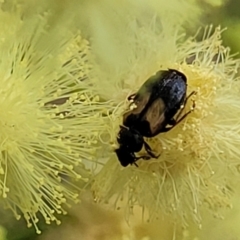 Sarothrocrepis civica (An arboreal 'ground' beetle) at O'Connor, ACT - 11 Dec 2023 by trevorpreston