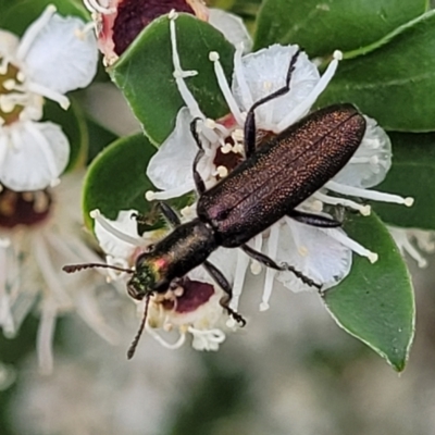 Eleale sp. (genus) (Clerid beetle) at Banksia Street Wetland Corridor - 11 Dec 2023 by trevorpreston