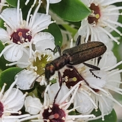 Eleale sp. (genus) at Banksia Street Wetland Corridor - 11 Dec 2023