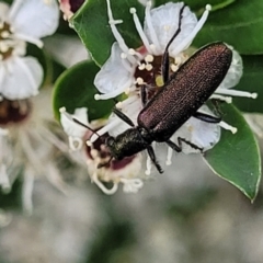 Eleale sp. (genus) at Banksia Street Wetland Corridor - 11 Dec 2023