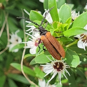 Porrostoma rhipidium at Banksia Street Wetland Corridor - 11 Dec 2023