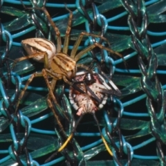 Oxyopidae (family) (Lynx spider) at Sheldon, QLD - 10 Dec 2023 by PJH123