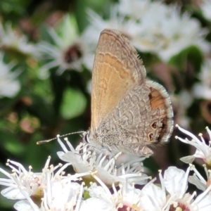 Nacaduba biocellata at Banksia Street Wetland Corridor - 11 Dec 2023 12:50 PM