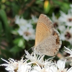 Nacaduba biocellata at Banksia Street Wetland Corridor - 11 Dec 2023 12:50 PM