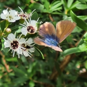 Nacaduba biocellata at Banksia Street Wetland Corridor - 11 Dec 2023