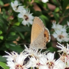 Nacaduba biocellata at Banksia Street Wetland Corridor - 11 Dec 2023