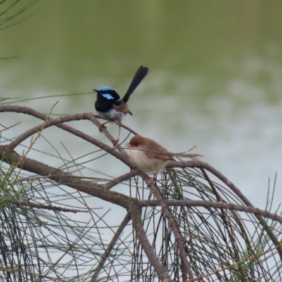 Malurus cyaneus (Superb Fairywren) at Hume, ACT - 10 Dec 2023 by RodDeb