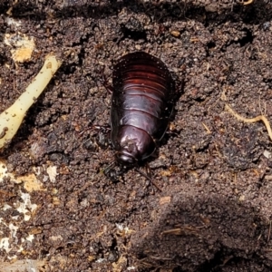 Panesthia australis at Banksia Street Wetland Corridor - 11 Dec 2023 12:48 PM