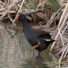 Gallinula tenebrosa (Dusky Moorhen) at Hume, ACT - 10 Dec 2023 by RodDeb