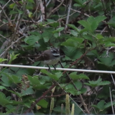 Rhipidura albiscapa (Grey Fantail) at Hume, ACT - 10 Dec 2023 by RodDeb