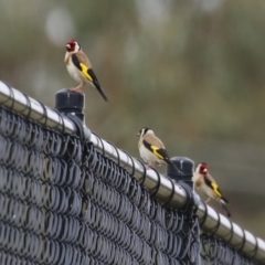 Carduelis carduelis (European Goldfinch) at Hume, ACT - 10 Dec 2023 by RodDeb