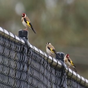 Carduelis carduelis at Hume, ACT - 10 Dec 2023
