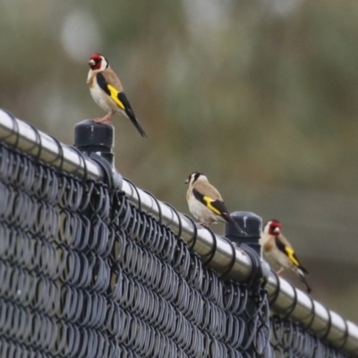 Carduelis carduelis (European Goldfinch) at Hume, ACT - 10 Dec 2023 by RodDeb