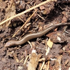 Lampropholis delicata (Delicate Skink) at Banksia Street Wetland Corridor - 11 Dec 2023 by trevorpreston