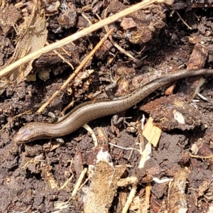 Lampropholis delicata at Banksia Street Wetland Corridor - 11 Dec 2023 12:47 PM