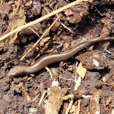 Lampropholis delicata (Delicate Skink) at O'Connor, ACT - 11 Dec 2023 by trevorpreston