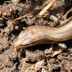 Lampropholis delicata at Banksia Street Wetland Corridor - 11 Dec 2023 12:47 PM