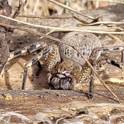 Neosparassus calligaster (Beautiful Badge Huntsman) at Banksia Street Wetland Corridor - 11 Dec 2023 by trevorpreston