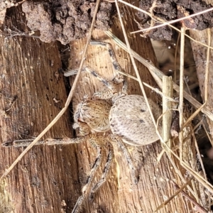 Neosparassus calligaster at Banksia Street Wetland Corridor - 11 Dec 2023 12:45 PM