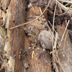 Neosparassus calligaster at Banksia Street Wetland Corridor - 11 Dec 2023 12:45 PM