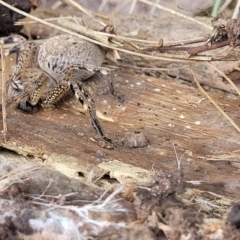 Neosparassus calligaster at Banksia Street Wetland Corridor - 11 Dec 2023