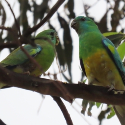 Psephotus haematonotus (Red-rumped Parrot) at Hume, ACT - 10 Dec 2023 by RodDeb