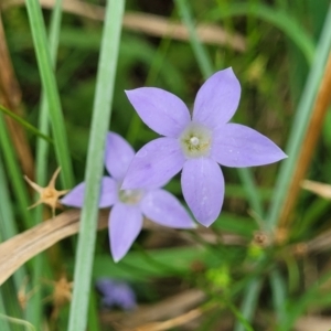 Wahlenbergia capillaris at Banksia Street Wetland Corridor - 11 Dec 2023