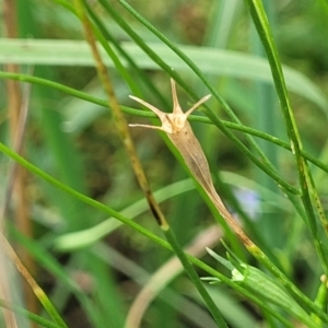 Wahlenbergia capillaris at Banksia Street Wetland Corridor - 11 Dec 2023