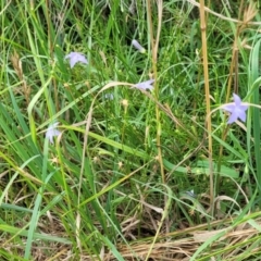 Wahlenbergia capillaris at Banksia Street Wetland Corridor - 11 Dec 2023