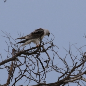 Elanus axillaris at Hume, ACT - 10 Dec 2023