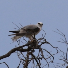 Elanus axillaris at Hume, ACT - 10 Dec 2023